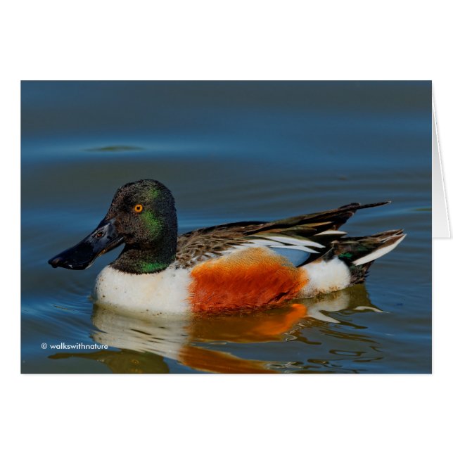 Stängning av en Handsome Northern Shoveler Anka Hälsningskort (Framsidan Horizontal)