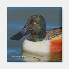Stängning av en Handsome Northern Shoveler Anka Magnet