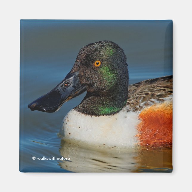 Stängning av en Handsome Northern Shoveler Anka Magnet (Framsidan)