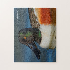 Stängning av en Handsome Northern Shoveler Anka Pussel