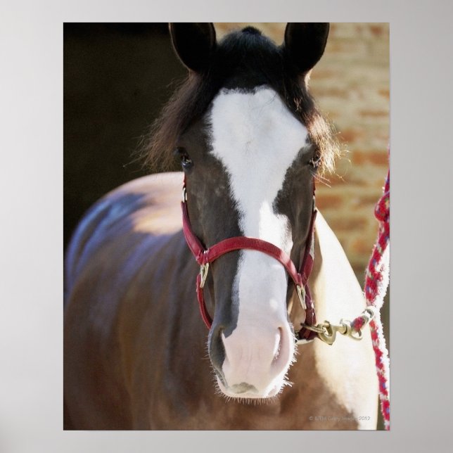 Stängning av en häst bunden i en stall poster (Framsidan)