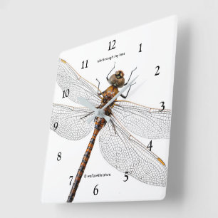 Stängning av en Kanada Darner Dragonfly Fyrkantig Klocka