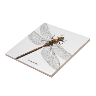 Stängning av en Kanada Darner Dragonfly Kakelplatta