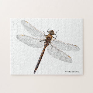 Stängning av en Kanada Darner Dragonfly Pussel