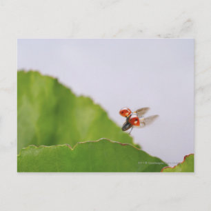Stängning av en ladybug som flyger över löv vykort