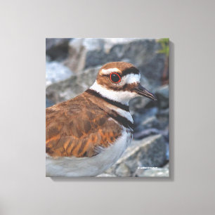 Stängning av en mordare Shorebird på Sten Canvastryck