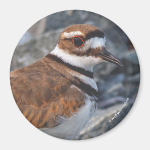 Stängning av en mordare Shorebird på Sten Magnet