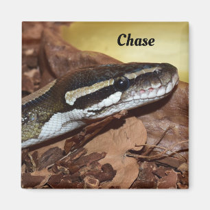 Stängning av en Normal Boll-python-orm Magnet