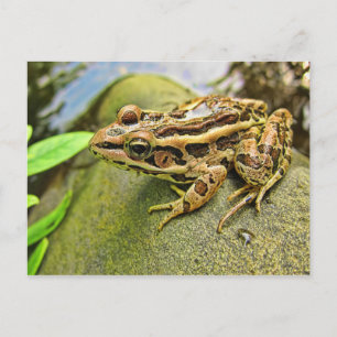 Stängning av en Pickerel Frog Vykort