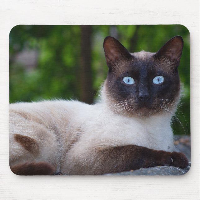 Stängning av en siamesisk katt musmatta (Framsidan)