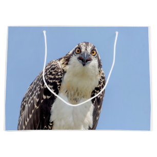 Stängning av en ung Osprey