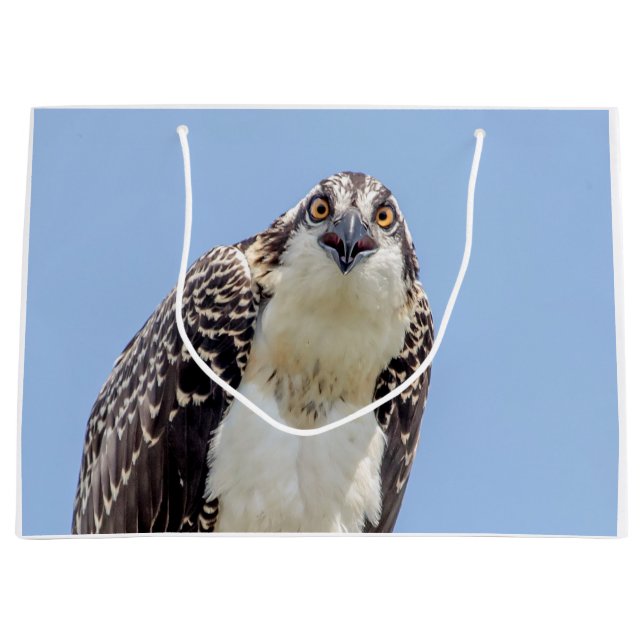 Stängning av en ung Osprey (Framsidan)
