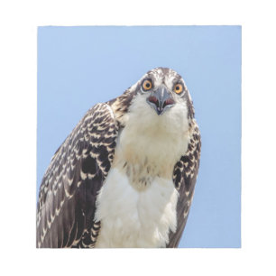 Stängning av en ung Osprey Anteckningsblock