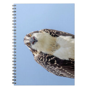 Stängning av en ung Osprey Anteckningsbok Med Spiral