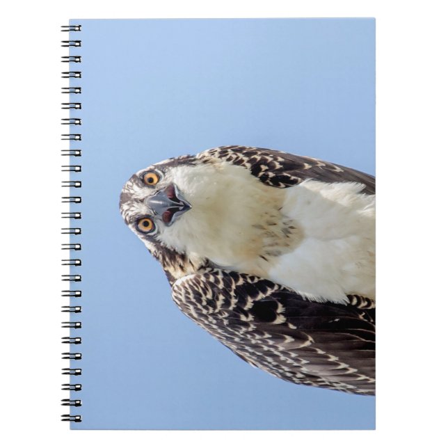 Stängning av en ung Osprey Anteckningsbok Med Spiral (Framsidan)