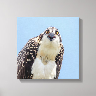 Stängning av en ung Osprey Canvastryck