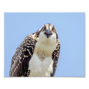 Stängning av en ung Osprey Fototryck
