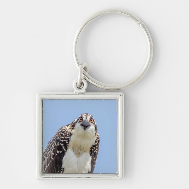 Stängning av en ung Osprey Fyrkantig Silverfärgad Nyckelring (Framsidan)