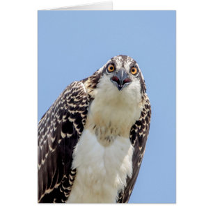 Stängning av en ung Osprey Hälsningskort