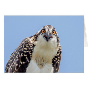 Stängning av en ung Osprey Hälsningskort