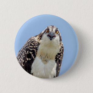 Stängning av en ung Osprey Knapp