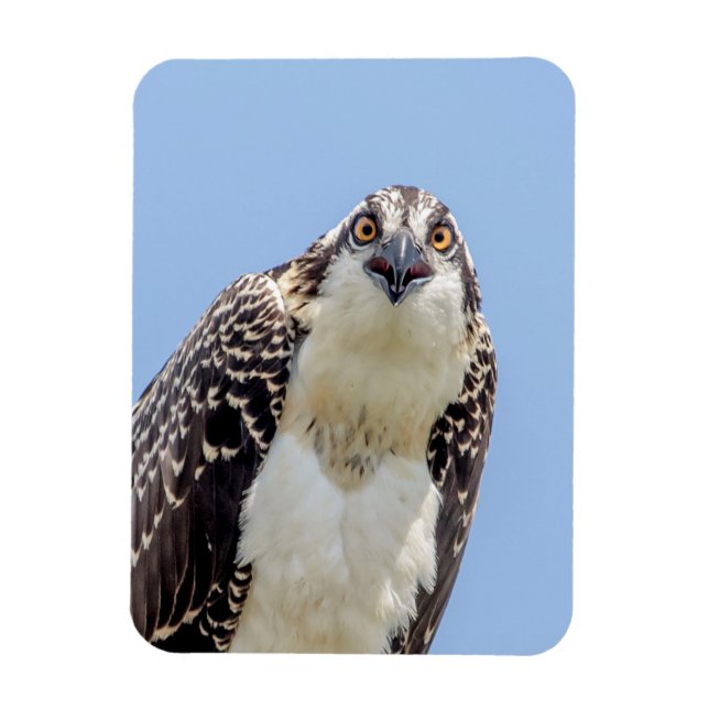 Stängning av en ung Osprey Magnet (Vertikal)