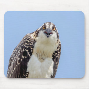 Stängning av en ung Osprey Musmatta