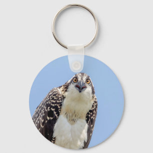 Stängning av en ung Osprey Nyckelring