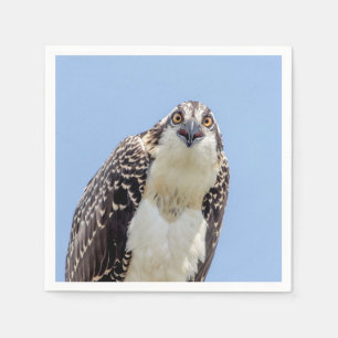 Stängning av en ung Osprey Pappersservett