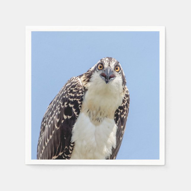 Stängning av en ung Osprey Pappersservett (Framsidan)