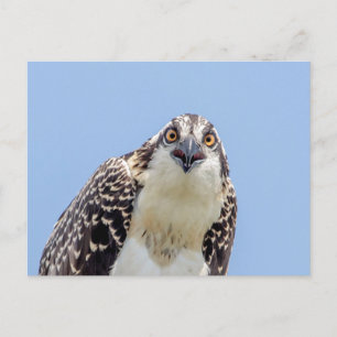 Stängning av en ung Osprey Vykort
