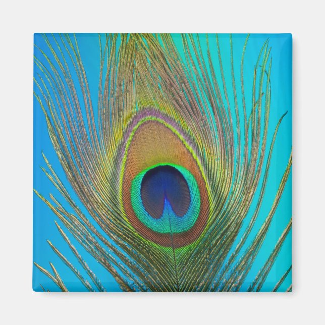 Stängning av fågelfjädrar magnet (Framsidan)