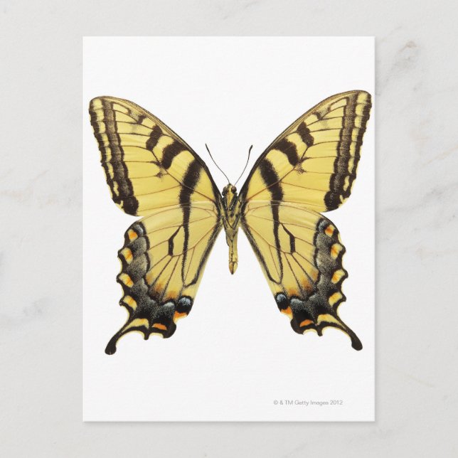 Stängning av fjäril 2 vykort (Framsida)