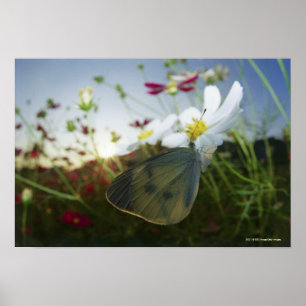 Stängning av fjäril på blomman poster