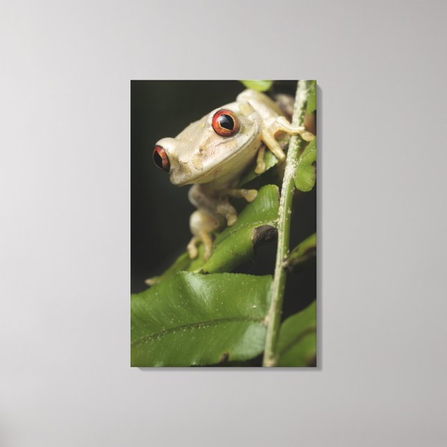 Stängning av Forest Träd Frog (Leptopelis) Canvastryck (Framsida)
