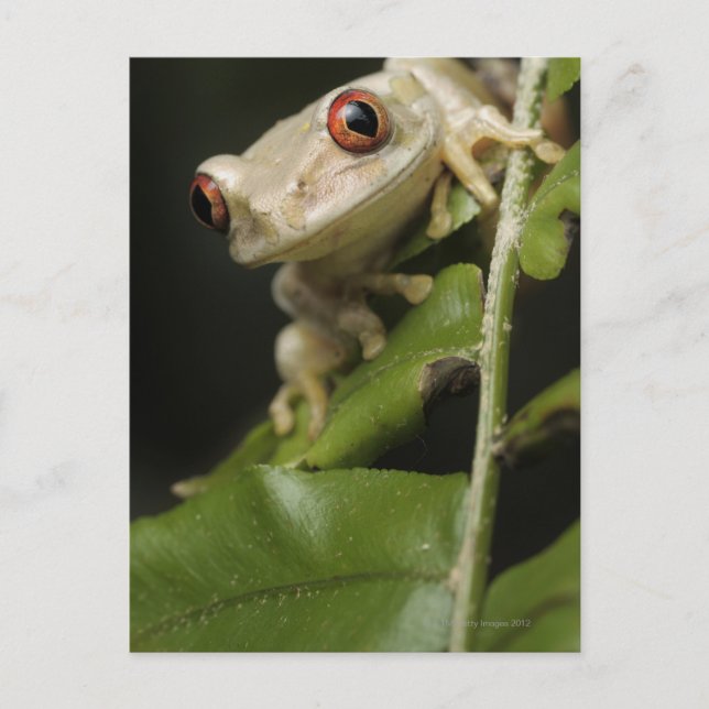 Stängning av Forest Träd Frog (Leptopelis) Vykort (Framsida)
