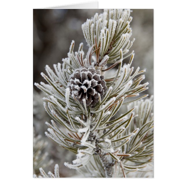 Stängning av fryst gräs-kon, gulsten hälsningskort (Framsidan)