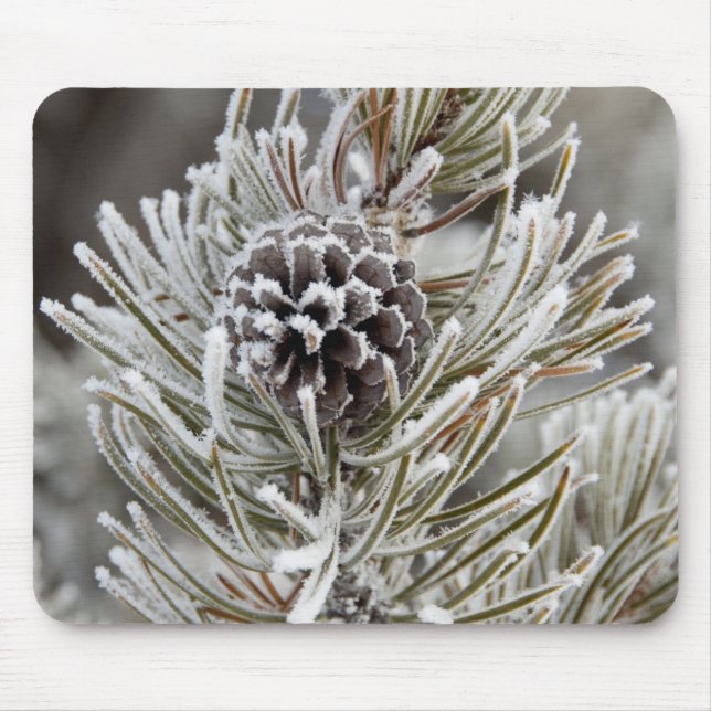 Stängning av fryst gräs-kon, Yellowstone Musmatta (Framsidan)