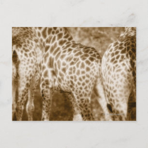 Stängning av Giraffes Krugers nationalpark South Vykort