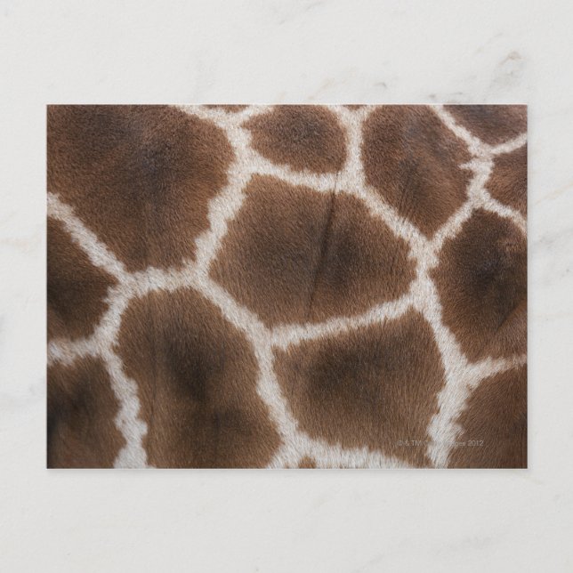 Stängning av Giraffes Skin Vykort (Framsida)