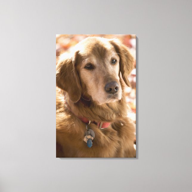 Stängning av guldarbeterska hund canvastryck (Framsida)