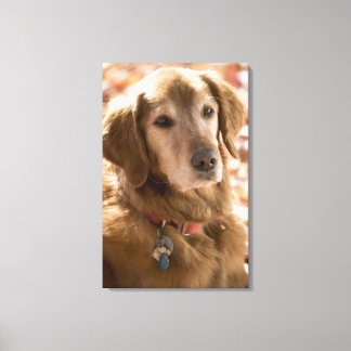 Stängning av guldarbeterska hund canvastryck