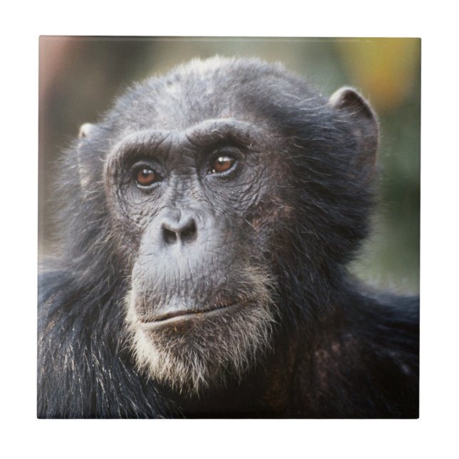 Stängning av han Chimpanzee Kakelplatta (Framsidan)