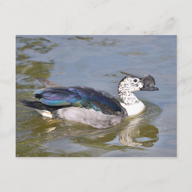 Stängning av handjur, anka vykort (Framsida)