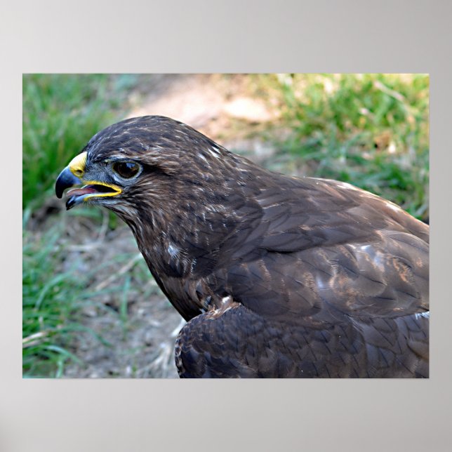 Stängning av Harris Hawk från ovan Postcard Sq Poster (Framsidan)