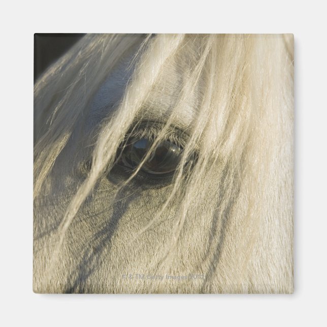 Stängning av Horse öga Magnet (Framsidan)