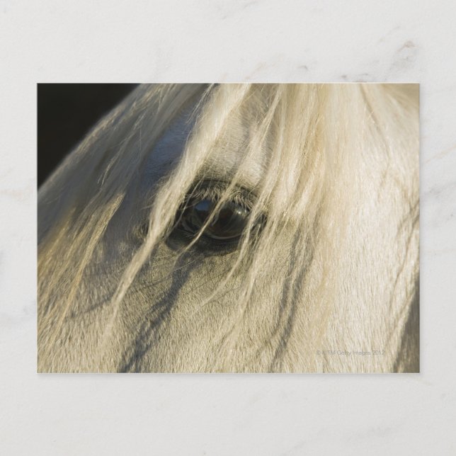 Stängning av Horse öga Vykort (Framsida)