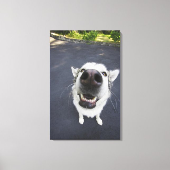 Stängning av huskys näsa canvastryck (Framsida)