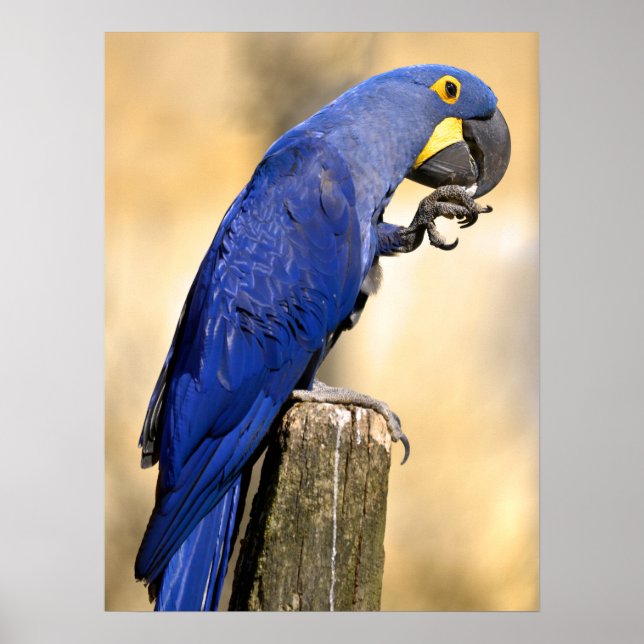 Stängning av Hyacint macaw på träpost Poster (Framsidan)