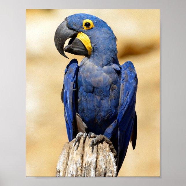 Stängning av Hyacint macaw Poster (Framsidan)